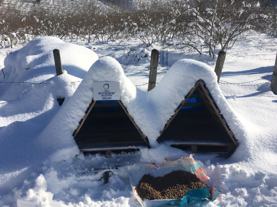 Sokak Hayvanlar�na Yiyecek Takviyesi